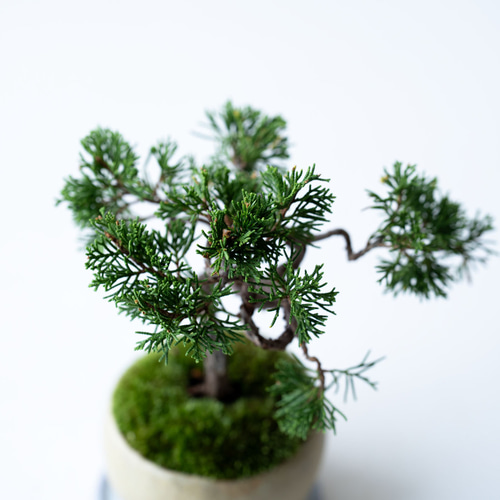 糸魚川シンパク（持ち込み古い）盆栽 糸魚川シンパク（持ち込み古い）盆栽 盆栽 小品盆栽 糸魚川真柏-10 盆栽