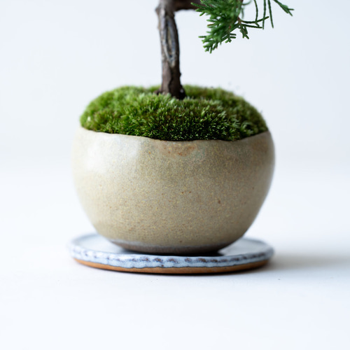 糸魚川シンパク（持ち込み古い）盆栽 糸魚川シンパク（持ち込み古い）盆栽