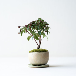 ガマズミのミニ盆栽｜新月のうつわ その他アート Sekibokka 通販