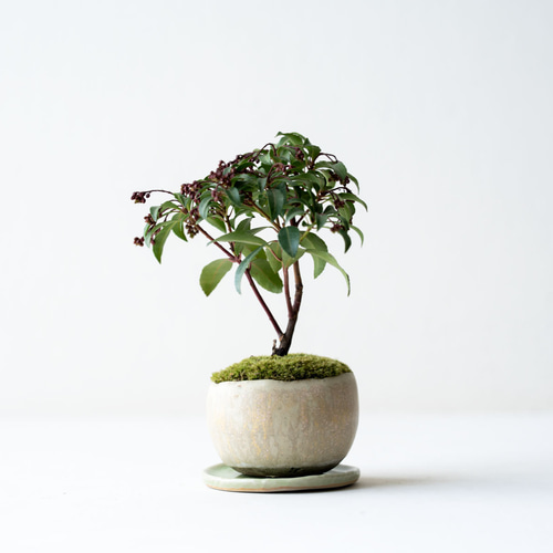 アセビ｜限定色のうつわ 盆栽 Sekibokka 通販 20258868｜Creema(クリーマ)