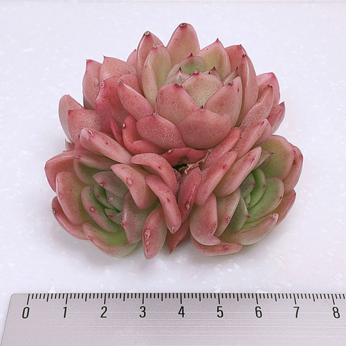 ラズアガ 5頭 (未発根)【エケベリア 多肉植物】 多肉植物 エケベリア