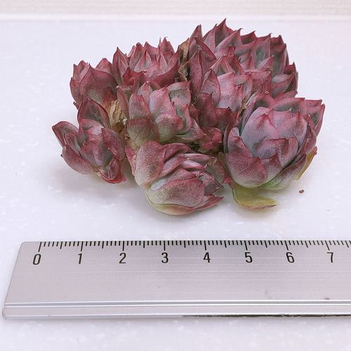 多肉植物 緑とピンクの群生*3 多肉植物 緑とピンクの群生*3