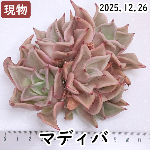 マディバ (未発根)【エケベリア 多肉植物】 多肉植物 エケベリアSKETCH