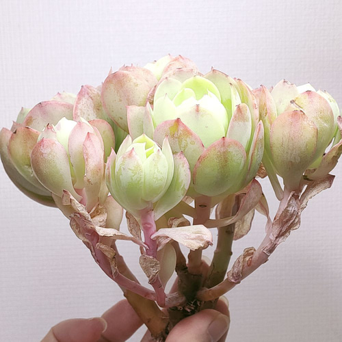 ピーチプリデ (未発根)【エケベリア 多肉植物】 多肉植物 エケベリア