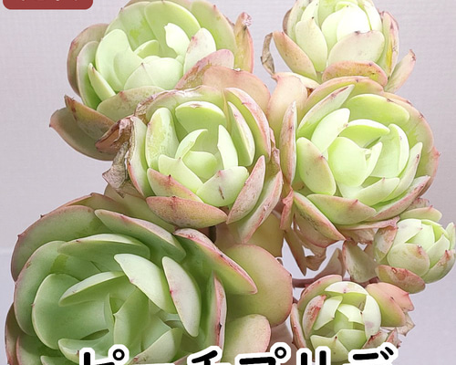 多肉植物 ピーチプリデ　抜き苗　エケベリア ピーチプリデ (未発根)【エケベリア 多肉植物】 多肉植物 エケベリア