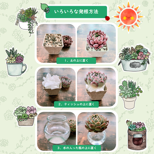 ストロベリーアイス (未発根)【エケベリア 多肉植物】 多肉植物