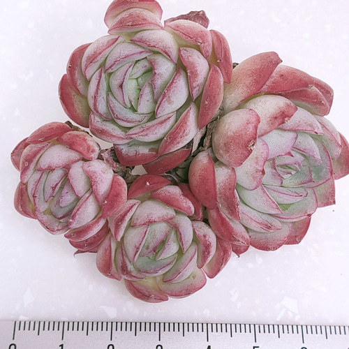 多肉植物 ♡ストロベリーアイス♡大きめ苗^^ 多肉植物 ♡ストロベリーアイス♡大きめ苗^^ 多肉植物 ストロベリー