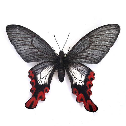 フトオアゲハ| 精密レプリカ | 蝶標本 | 昆虫模型 | バタフライモデル