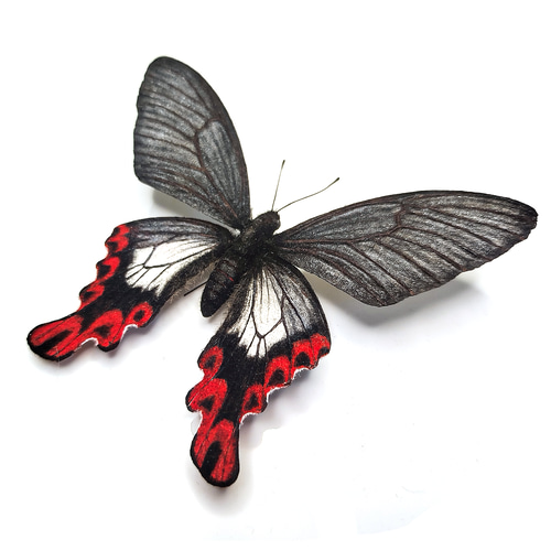 フトオアゲハ| 精密レプリカ | 蝶標本 | 昆虫模型 | バタフライモデル