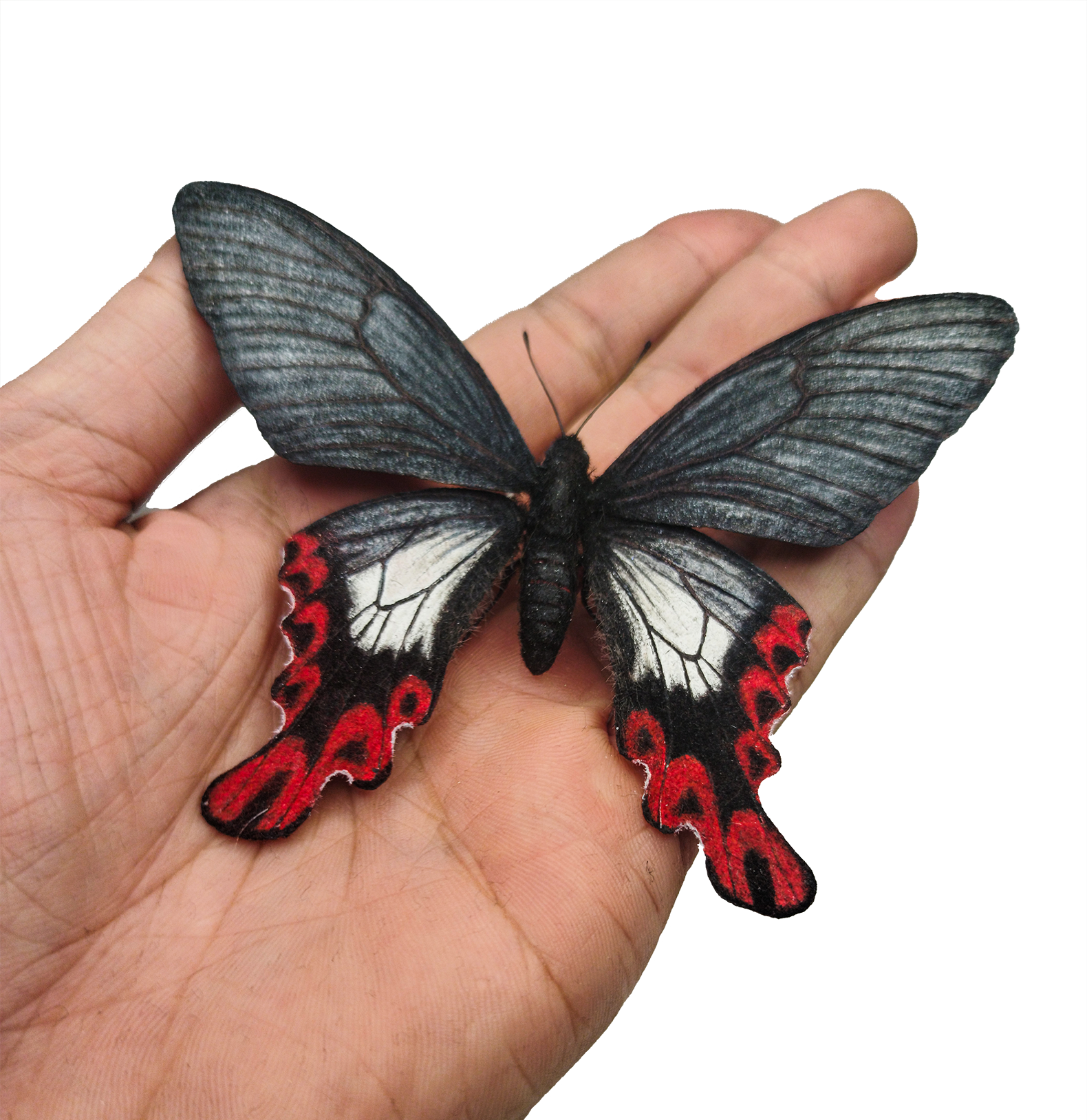 フトオアゲハ| 精密レプリカ | 蝶標本 | 昆虫模型 | バタフライモデル