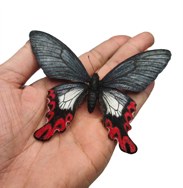 フトオアゲハ| 精密レプリカ | 蝶標本 | 昆虫模型 | バタフライモデル