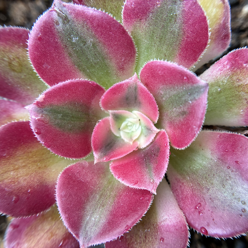 多肉植物 アエオニウム ピンクウィッチ 抜き苗 1株 6-7cm 多肉植物 愛