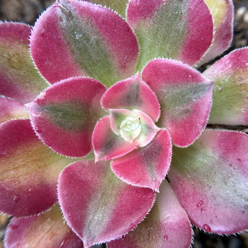 多肉植物 アエオニウム ピンクウィッチ 抜き苗 1株 6-7cm 多肉植物 愛