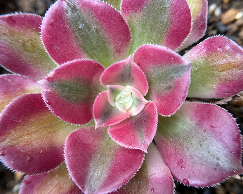 37#多肉植物アエオニウム錦❤️ピンクウィッチセッカ❤️14cm 拔き苗 多肉植物 アエオニウム ピンクウィッチ 抜き苗 1株 6-7cm 多肉植物 愛
