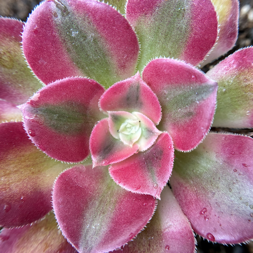 多肉植物 アエオニウム ピンクウィッチ 抜き苗 1株 6-7cm 多肉植物 愛