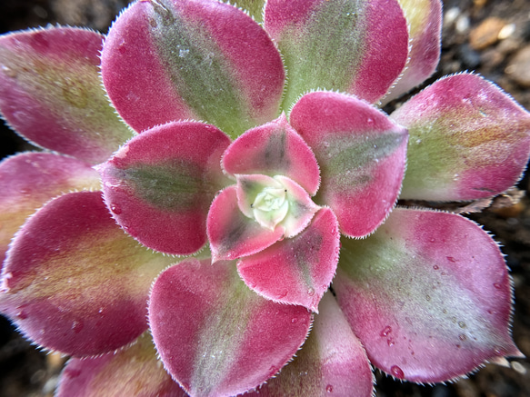 多肉植物 アエオニウム ピンクウィッチ 抜き苗 1株 6-7cm 多肉植物 愛