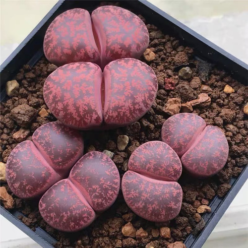 多肉植物 リトープス 紫勲玉 Fred's Redhea 2頭 大玉 2cm以上 抜き苗 1