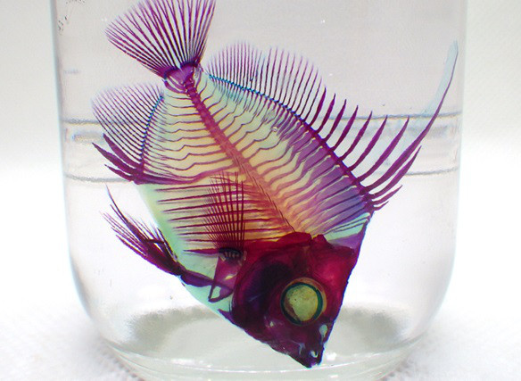 ムレハタタテダイ　透明標本