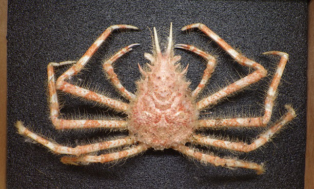 タカアシガニ幼体　脱皮殻標本