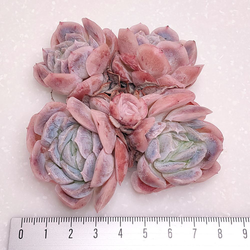 多肉植物　韓国苗　ポトシナ　発根済み ポトシナ (未発根)【エケベリア 多肉植物】 多肉植物 エケベリアSKETCH