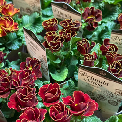 ブルー ネモフィラ」寄せ植え※寄せ植えセット 鉢花 寄せ植え