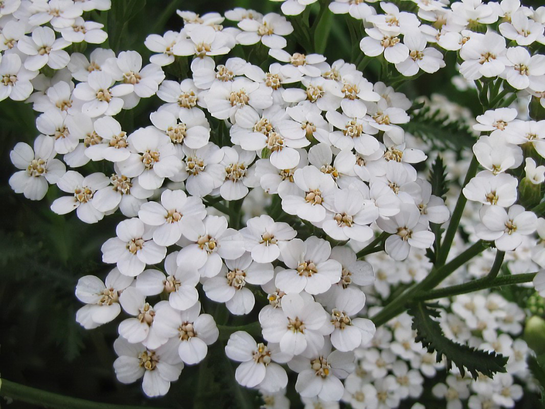 K18 アキレア 勇気の欠片のスタッドピアス