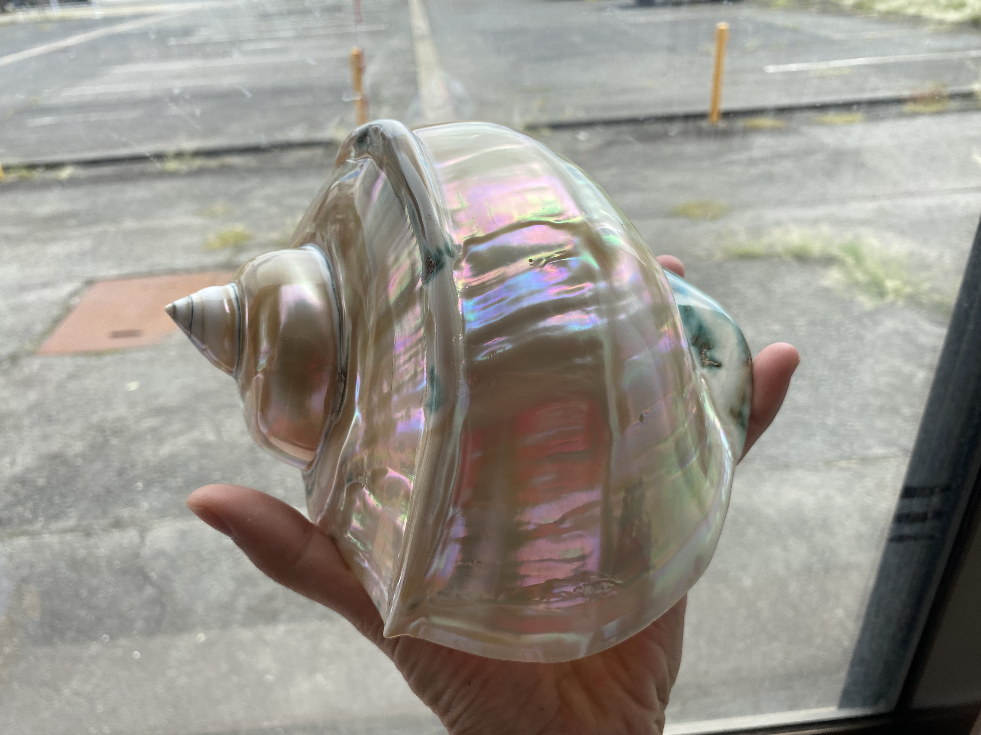 夜光貝　特大夜光貝　17-18cm 磨き上げ済み　置物　アクセサリー素材