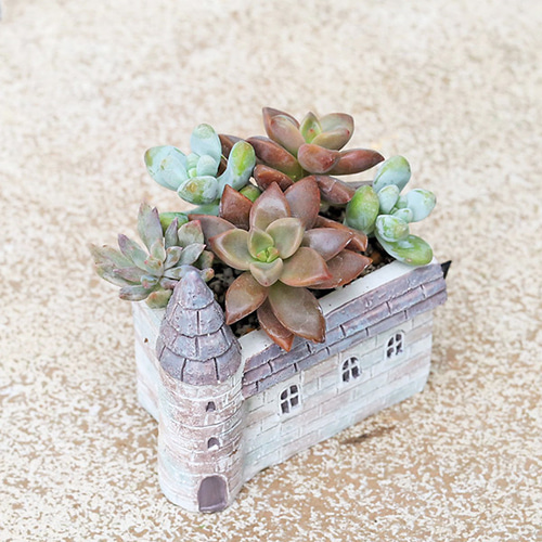現品販売 かわいいプランター×ミニ多肉植物寄せ植え 多年草 鉢 雑貨