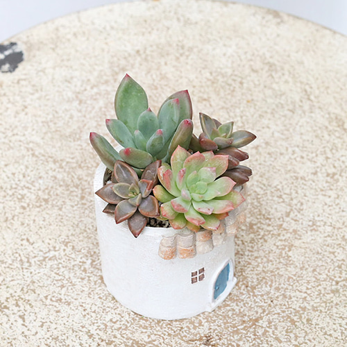 現品販売 かわいいプランター×ミニ多肉植物寄せ植え 多年草 鉢 雑貨