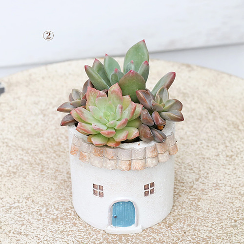現品販売 かわいいプランター×ミニ多肉植物寄せ植え 多年草 鉢 雑貨