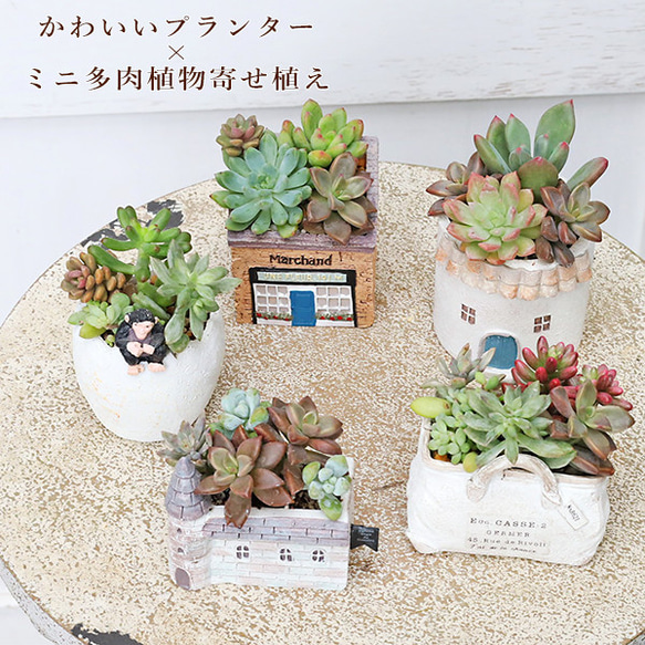 現品販売 かわいいプランター×ミニ多肉植物寄せ植え 多年草 鉢 雑貨