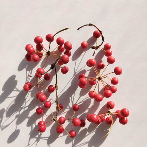 サンキライ(トップ) ドライフラワー nyao-mery 通販 20263760｜Creema