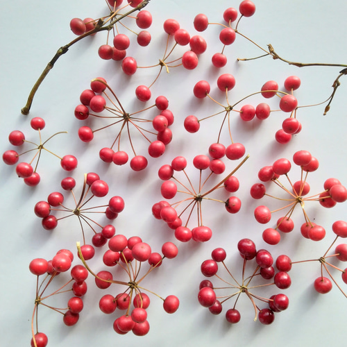 サンキライ(トップ) ドライフラワー nyao-mery 通販 20263760｜Creema