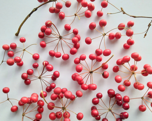 サンキライ(トップ) ドライフラワー nyao-mery 通販 20263760｜Creema