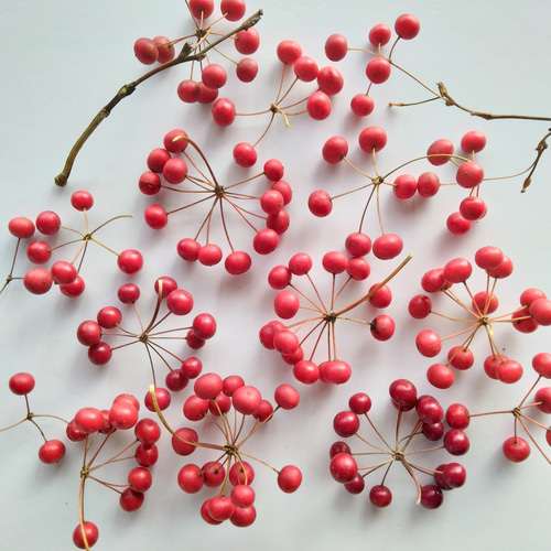 【ご予約No.6】［KUKKURA］サンキライ赤 サンキライ(トップ) ドライフラワー nyao-mery 通販 20263760｜Creema