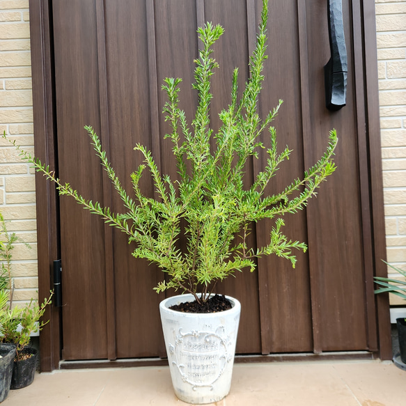 花芽付き　グレビレア　ラナマリー　鉢植え　大苗　苗木　オージープランツ　レア品種 花芽付き グレビレア ラナマリー 鉢植え 大苗 苗木 オージープランツ