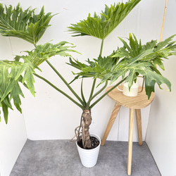 ドラセナ コンシンネ マジェンタ 1【現品】観葉植物 室内 大型 その他