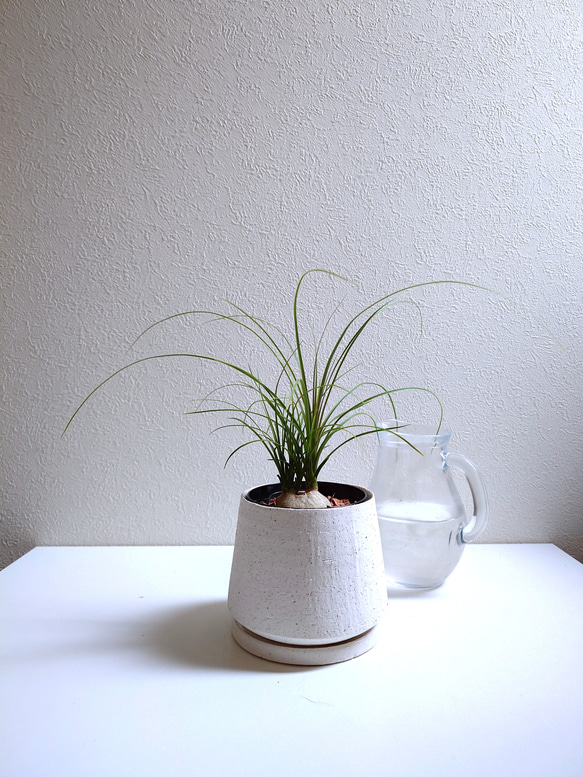 ポニーテール（観葉植物）付きコンクリート製デザイナーズ鉢カバーセット ○数量限定○ 揺れるポニーテール ”ノリナ トックリラン 鉢/受皿セット