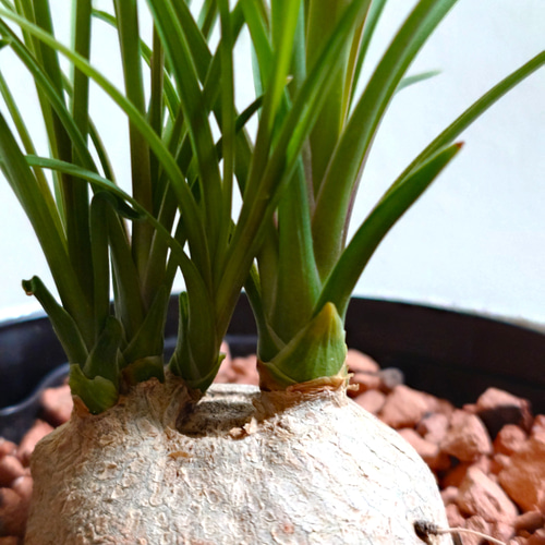 ポニーテール（観葉植物）付きコンクリート製デザイナーズ鉢カバーセット ○数量限定○ 揺れるポニーテール ”ノリナ トックリラン 鉢/受皿セット