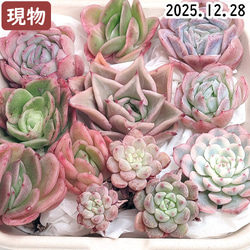 パープルクリスタル (抜き苗)【エケベリア】多肉植物 多肉植物