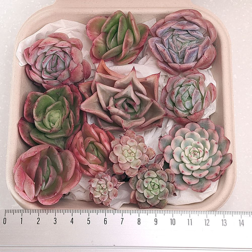 エケベリア セット (未発根)【多肉植物】 多肉植物 エケベリアSKETCH