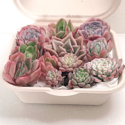 エケベリア セット (未発根)【多肉植物】 多肉植物 エケベリアSKETCH