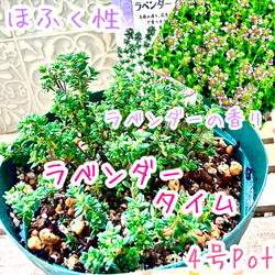 八重咲きローマン 苗 ダブルフラワーカモミール 3.号 元苗 カモミール