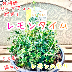 丸葉 シロタエギク もふもふしろうさぎ 苗 株分け シルバーリーフ 早い