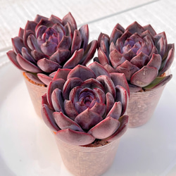 新発売✨セダム レッドベリー錦 根付き 多肉植物 多肉植物 pariʚ