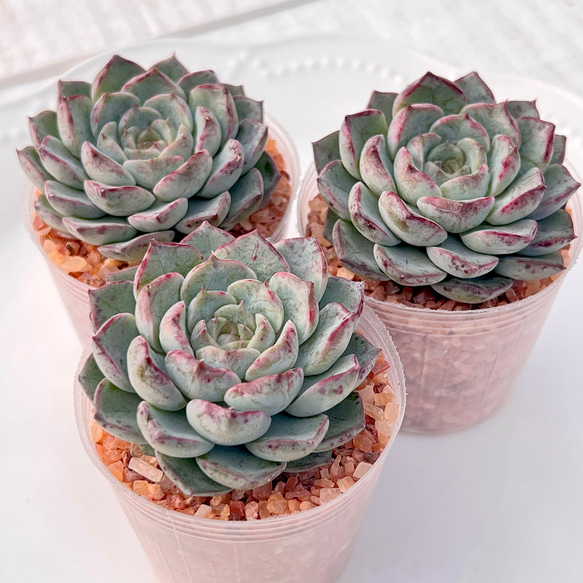 多肉植物 マックスパープル 韓国苗 多肉植物 pariʚ