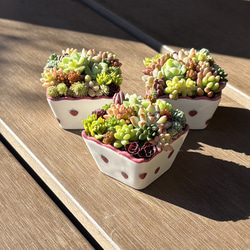 多肉植物 寄せ植え ブリキスクエア鉢(‧̫ )*.ピンク 多肉植物 くるくま