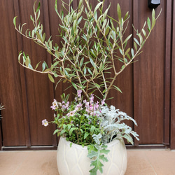 再販 オリーブの木 エルグレコ 寄せ植え 陶器鉢植え 観葉植物 シンボル