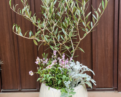 再販 オリーブの木 エルグレコ 寄せ植え 陶器鉢植え 観葉植物 シンボル