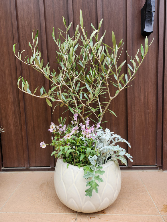 再販 オリーブの木 エルグレコ 寄せ植え 陶器鉢植え 観葉植物 シンボル